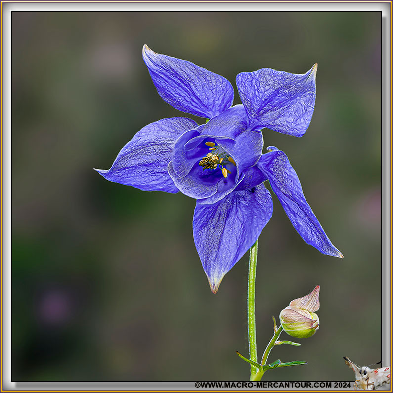 Ancolie de Bertoloni